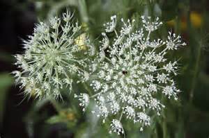 WP queen anne's lace