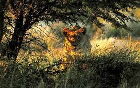 WP Neh dev 6-3 prowling